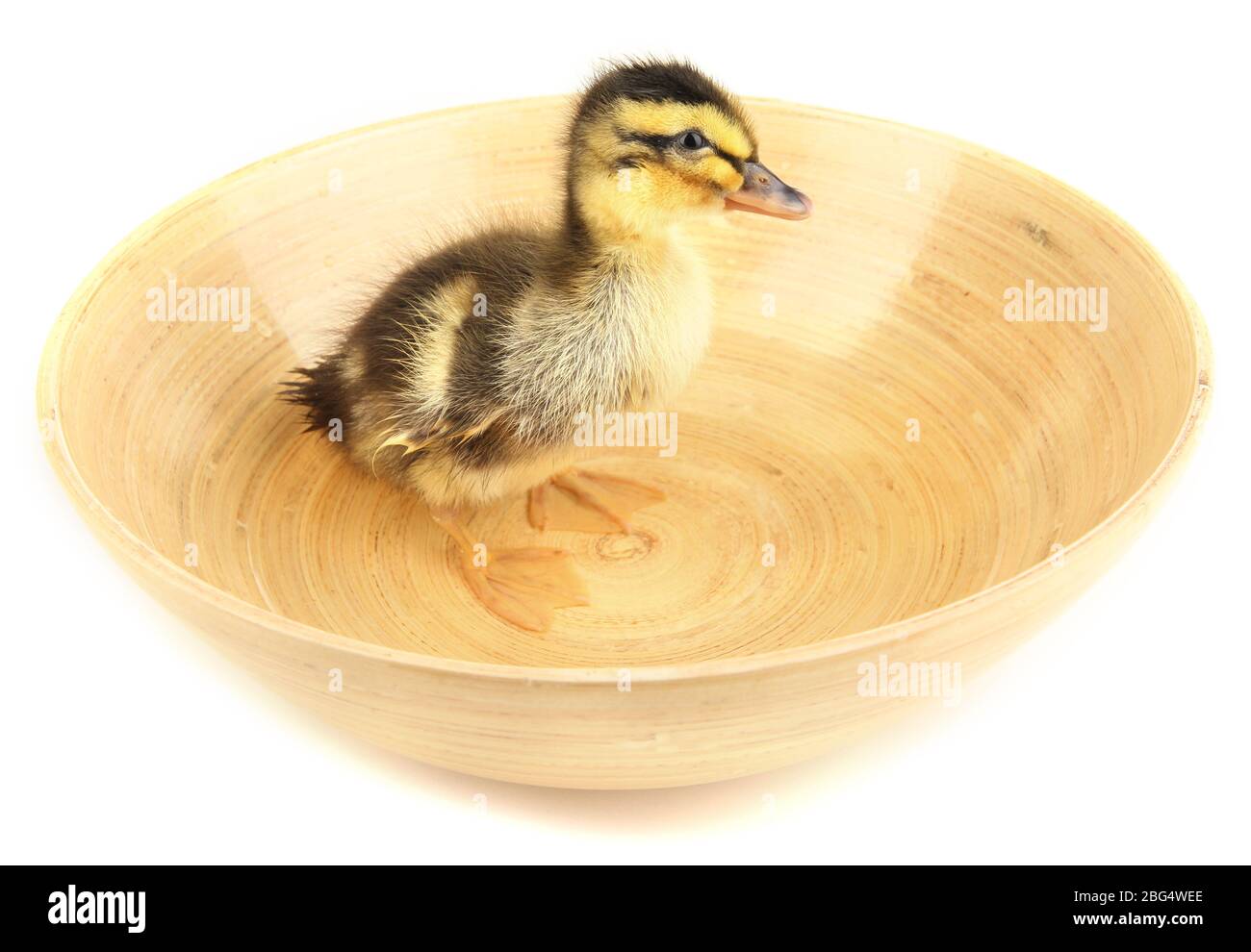 Schwimmende süß Entlein isoliert auf weiss Stockfoto