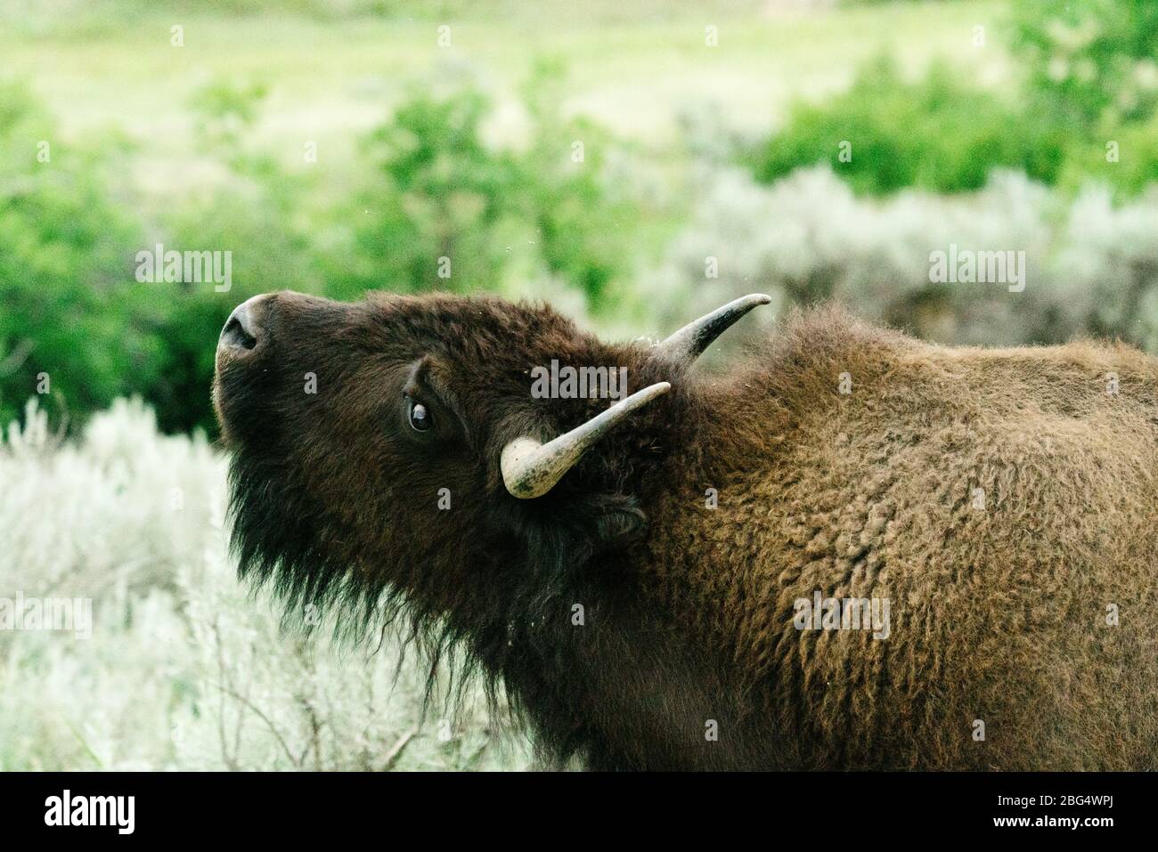 Ansicht eines erwachsenen Bisons, der seinen Kopf in der Luft hebt Stockfoto