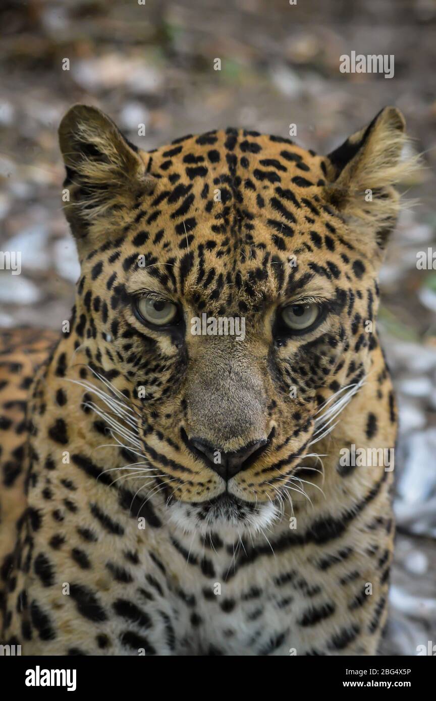 Leopardenporträt - Nahaufnahme des Leopardengesichts beim Betragen der Kamera. Stockfoto