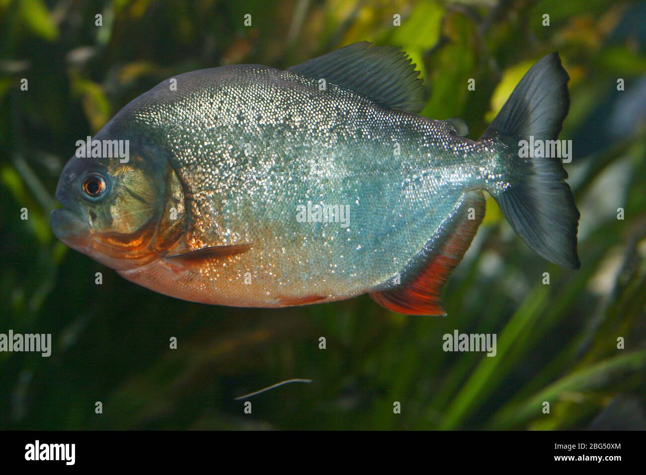 Der rote Piranha (Pygocentrus nattereri), ein Raubfisch aus Südamerika der rote Piranha, (Pygocentrus nattereri) ein Raubfisch aus Südamerika Stockfoto