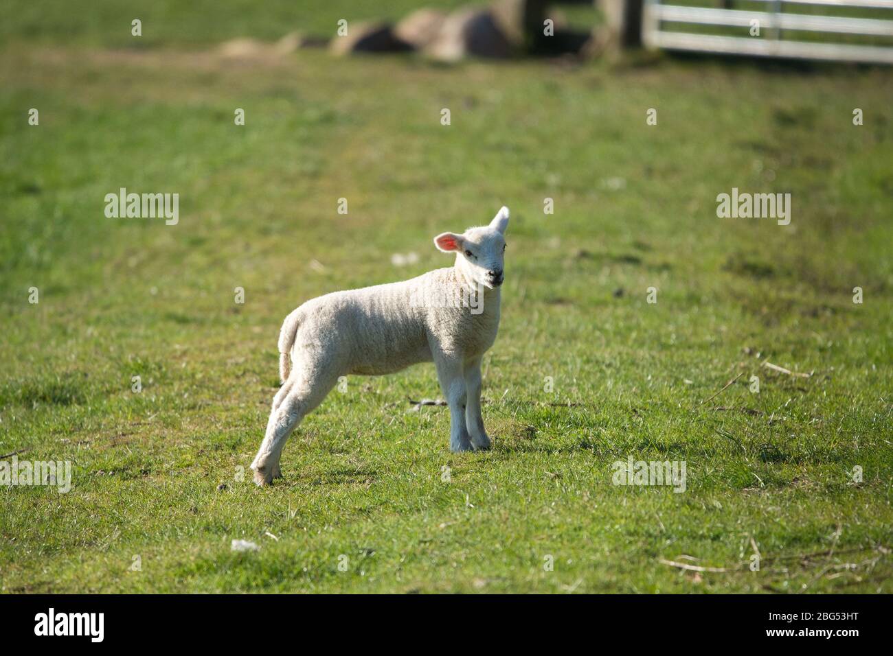 Torrance, East Dunbartonshire, Großbritannien. April 2020. Im Bild: Frühlingslämmer spielen in der Abendsonne. Die kleinen Lämmer spielen und springen auf den Feldern und saugen Milch von ihren Müttern. Quelle: Colin Fisher/Alamy Live News Stockfoto