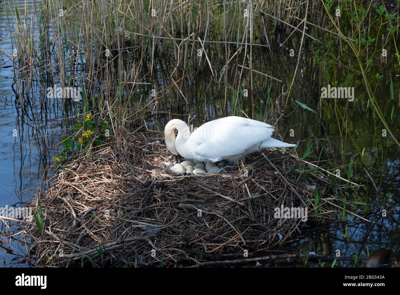 Swan sitzt auf ihrem Nest und dreht ihre Eier am Rande eines Sees in Reading, Berkshire, Großbritannien Stockfoto