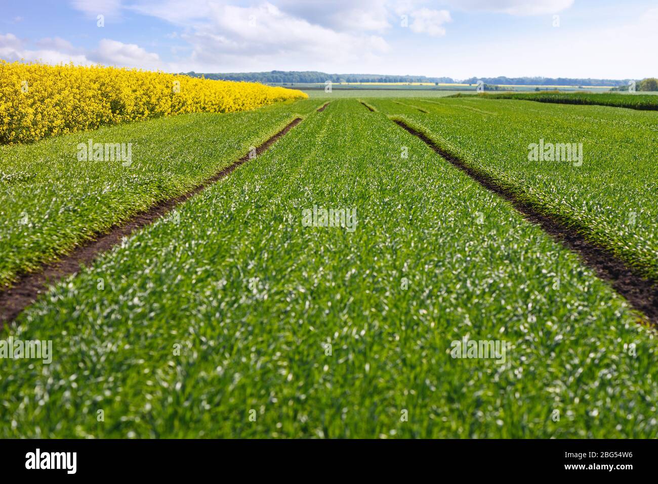 Hintergrund für die Gestaltung von landwirtschaftlichen Unternehmen und Branchen. Grünes Feld von jungen Weizen Stockfoto