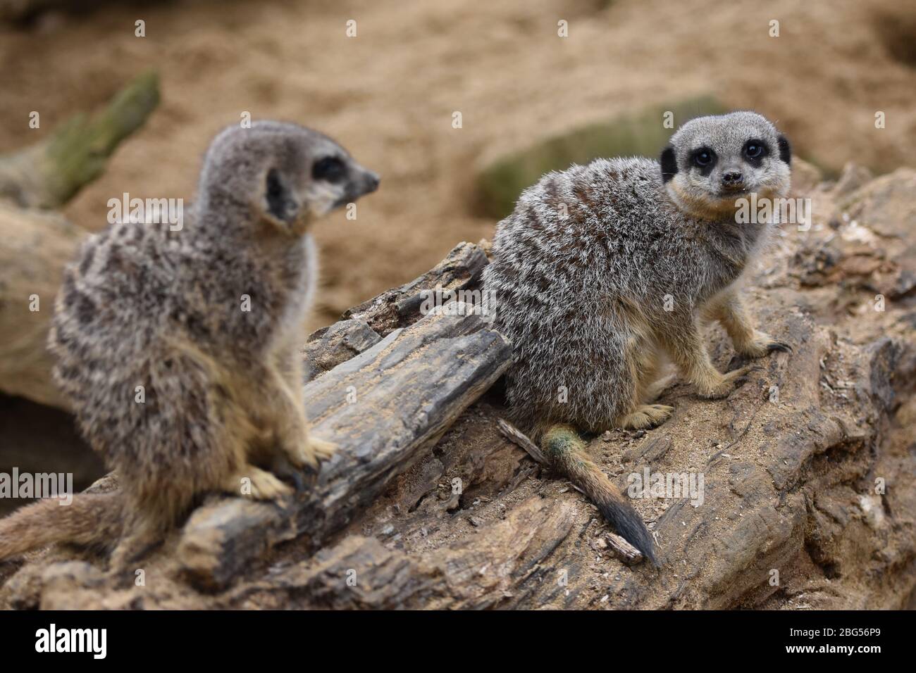 Zwei Erdmännchen auf der Noah's Ark Zoo Farm in Bristol Stockfoto Zwei Erdmännchen auf der Noah's Ark Zoo Farm in Bristol Stockfoto
