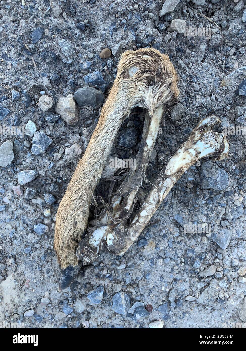 Rehe verunglückt Rehe Stockfoto