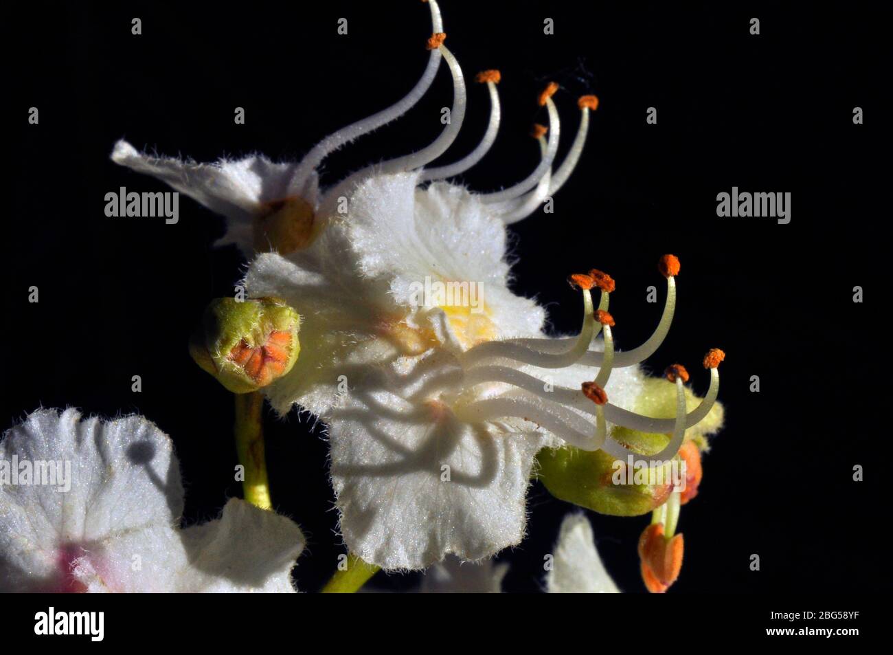 Rosskastanie (Aesculus hippocastanum) Blume, rosa weiße Blütenblätter, weiße Staubblätter mit orangefarbenen Spitzen, gelb grüne Kelchblätter, Nahaufnahme, Mai, Somerset.UK Stockfoto