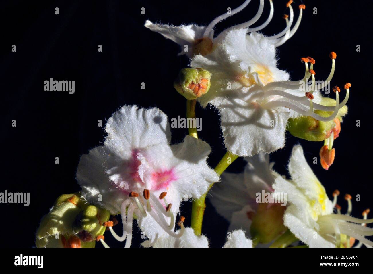 Rosskastanie (Aesculus hippocastanum) Blume, rosa weiße Blütenblätter, weiße Staubblätter mit orangefarbenen Spitzen, gelb grüne Kelchblätter, Nahaufnahme, Mai, Somerset.UK Stockfoto