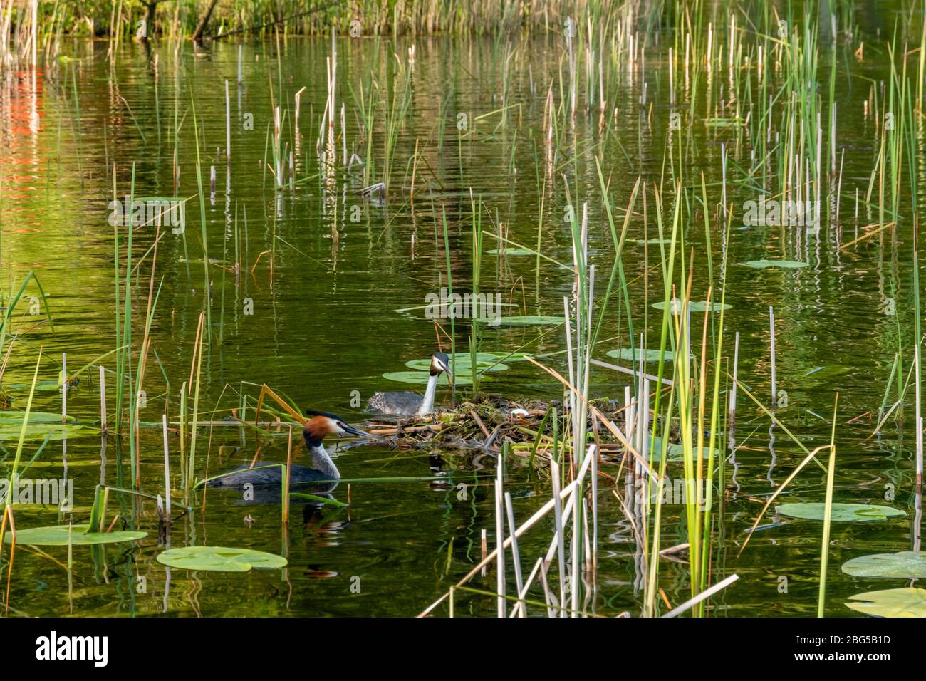Großer Crested Grebe (weiblich und männlich) am Nest mit einem Ei Stockfoto