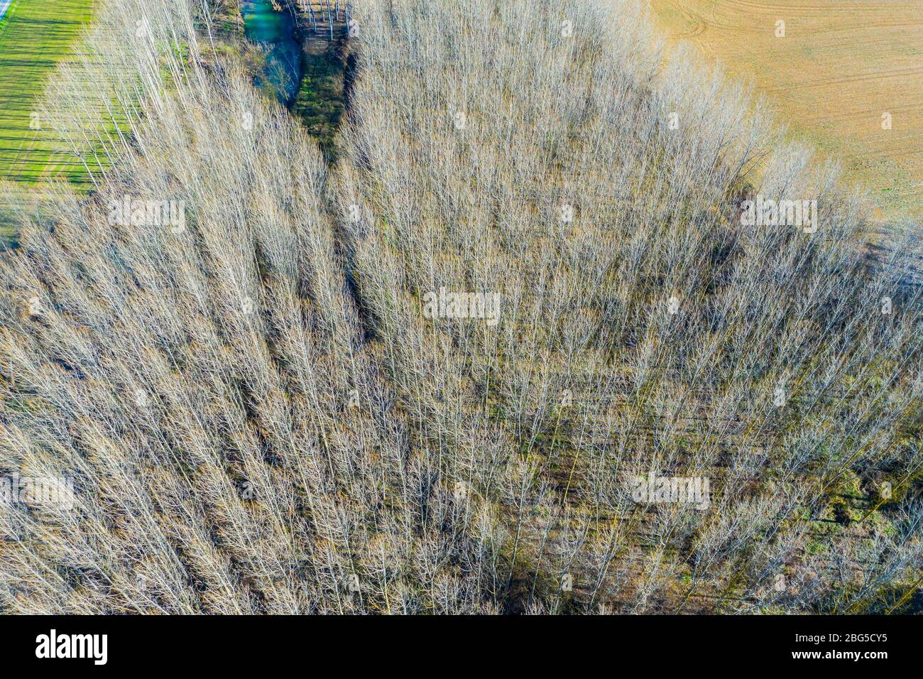 Fluss und Pappelhain. Luftaufnahme. Stockfoto