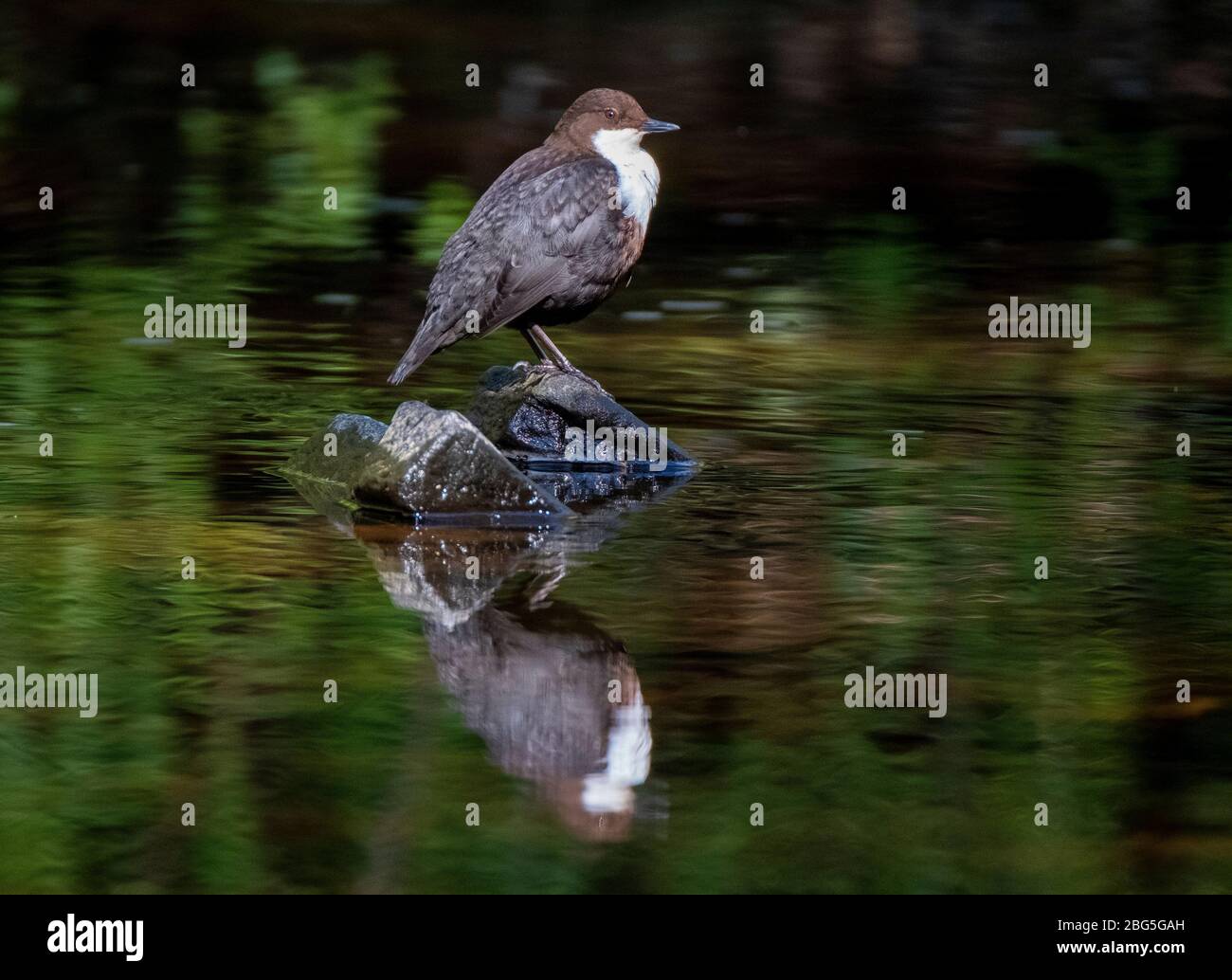 Dipper (cinclus cinclus) thront auf einem Stein, West Lothian, Schottland. Stockfoto