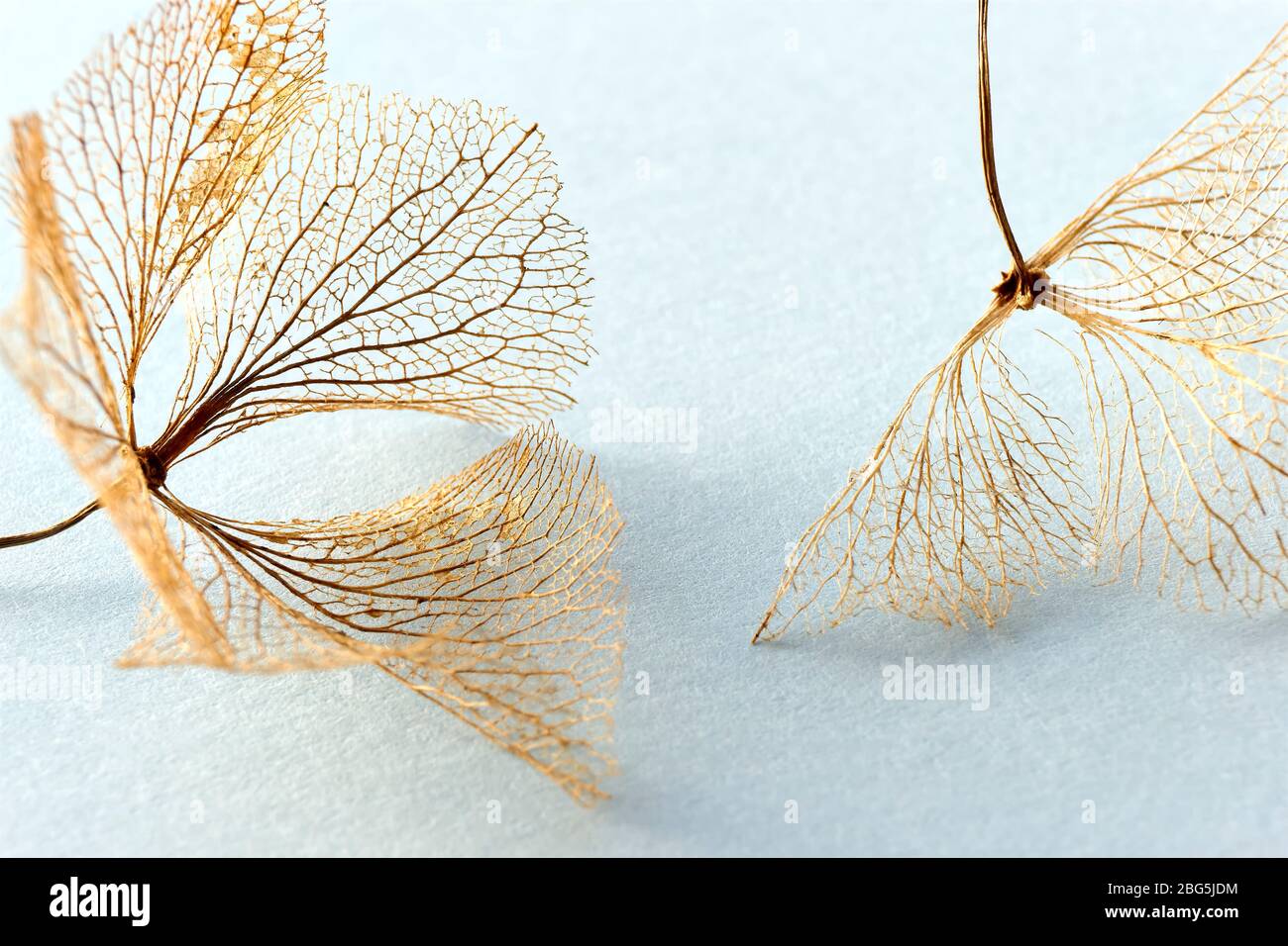 Makro Nahaufnahme von braunen trockenen zarten Hortensien Skelett Blume Blätter auf einem hellblauen Hintergrund. Für den Einsatz als Herbst-, Herbst- oder Beerdigungshintergrund. Stockfoto