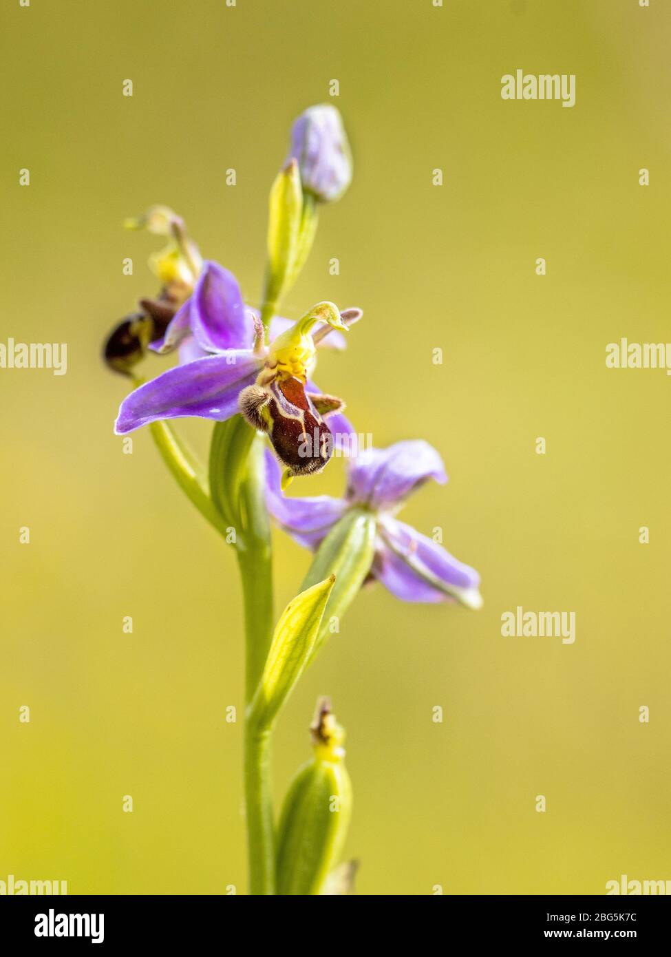 Detail Bienenorchidee (Ophrys apifera) rosa Blüten imitieren Humblebee Insekten, um die Blume zu polieren. Auf verschwommenem grünen Hintergrund Stockfoto