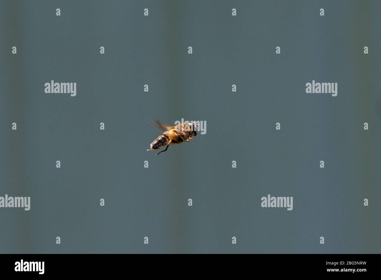 Schwebende Fliegen Stockfotos Und Bilder Kaufen Alamy