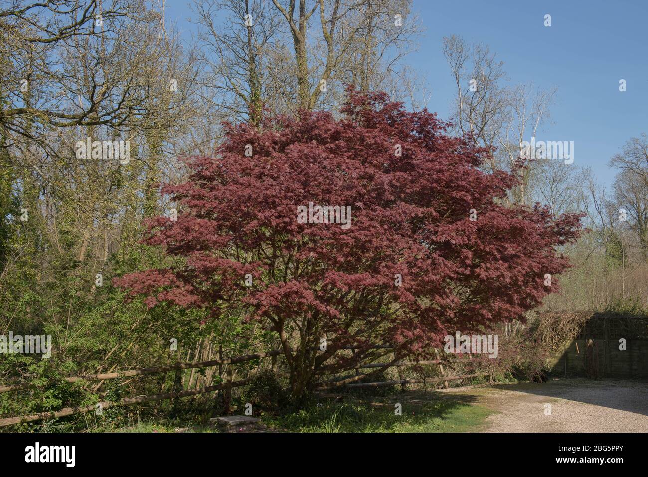 Atemberaubende leuchtend rote Frühlingsfolie eines japanischen Ahornbaums (Acer palmatum dissectum) mit einem Waldland und hellem blauen Himmel Hintergrund in Devon, Großbritannien Stockfoto