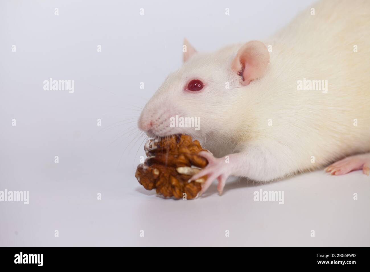 Essen Quarantäne Konzept sitzen zu Hause. Spaß Zeitvertreib. Ratte und Nuss Stockfoto