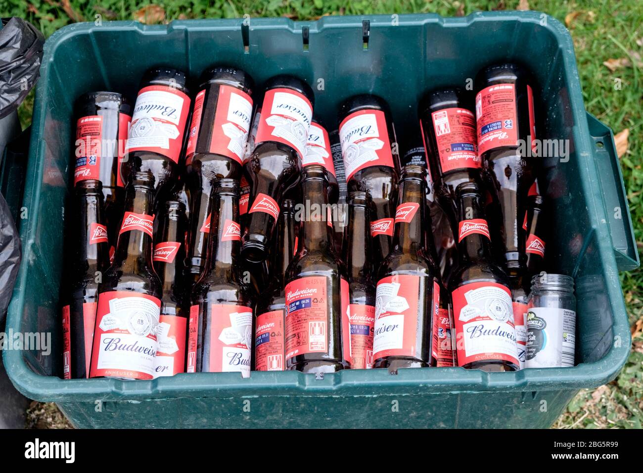 Alkoholkonsum während der Pandemie-Abschaltung von Covid-19. Eine ordentliche Sammlung von Budweiser Bierflaschen für das Recycling Stockfoto
