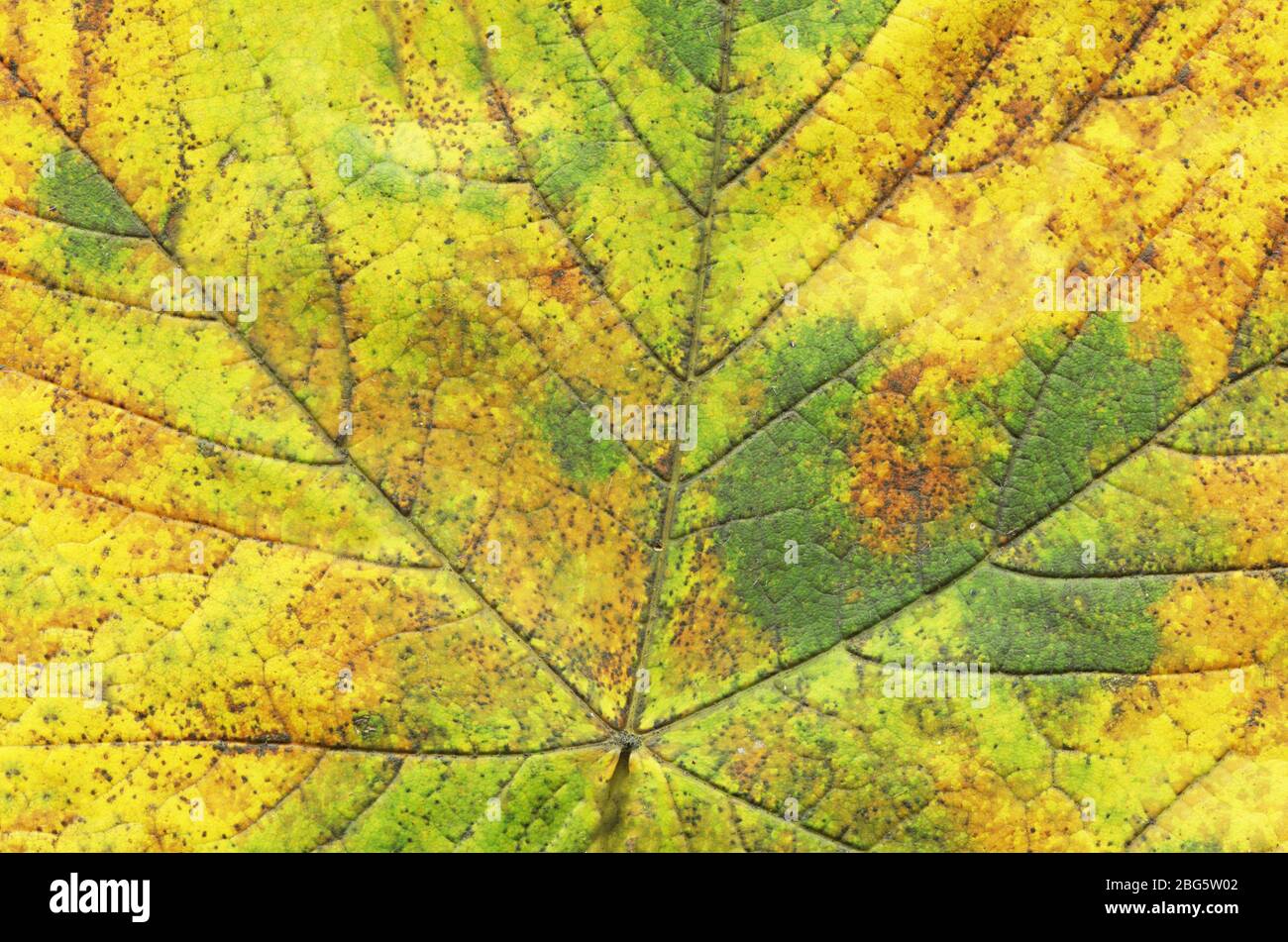 Grüne Blatttextur. Wunderschönes buntes Herbstblatt. Der Herbst hinterlässt Textur. Stockfoto