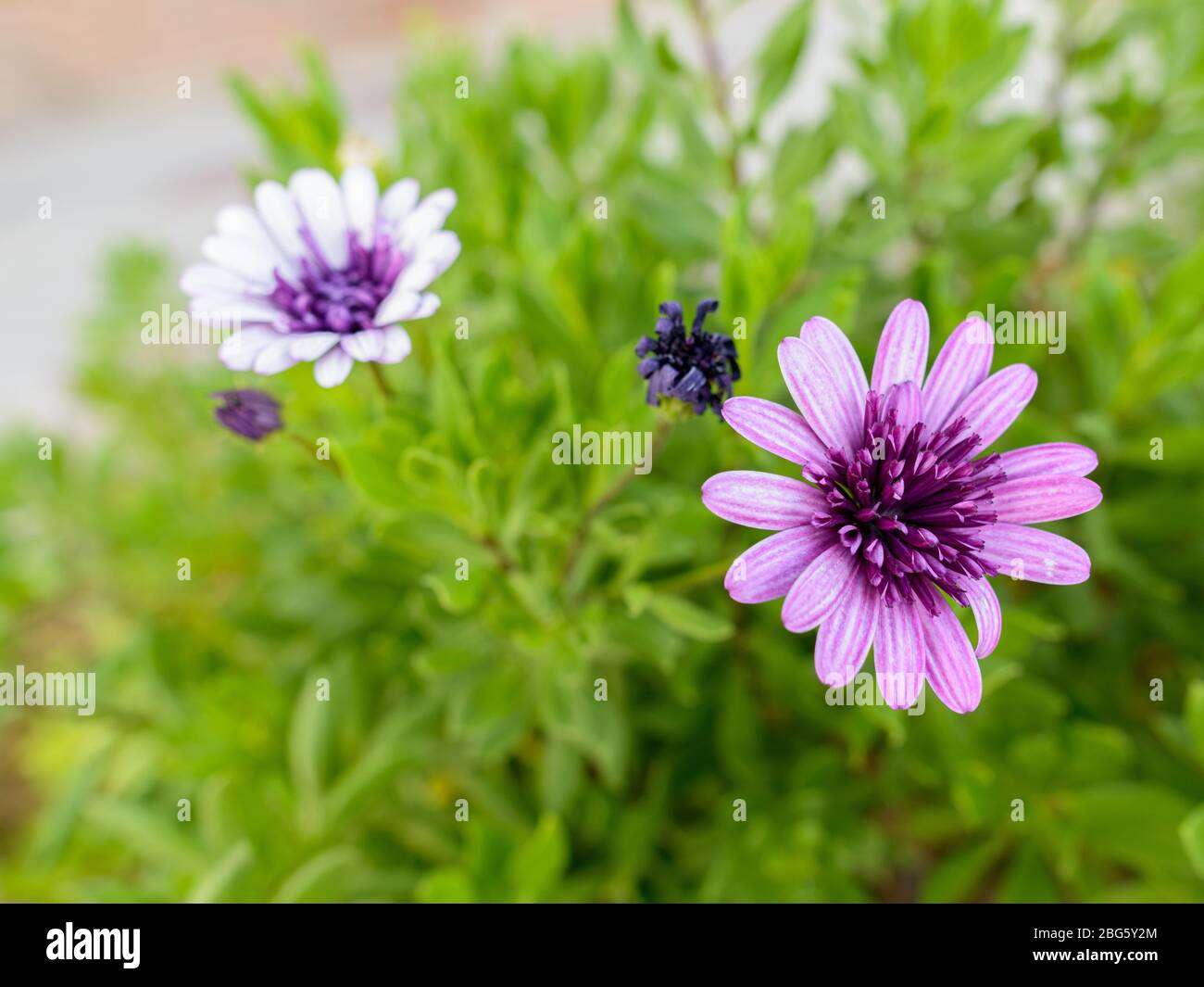 Nahaufnahme von schönen Blumen im Freien in der Natur Stockfoto