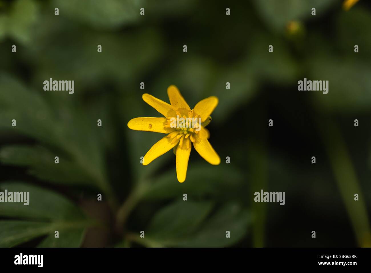 Eine kleine gelbe Blume in der Wildnis Stockfoto