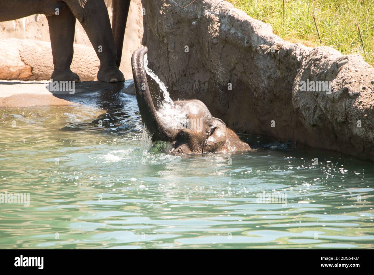 Elefant im Oregon Zoo Stockfoto