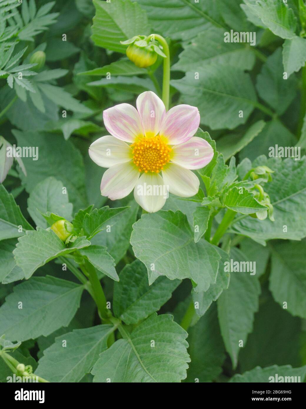 Dahlia mit cremeweißen Blütenblättern. Dahlia weiße Blume Stockfoto