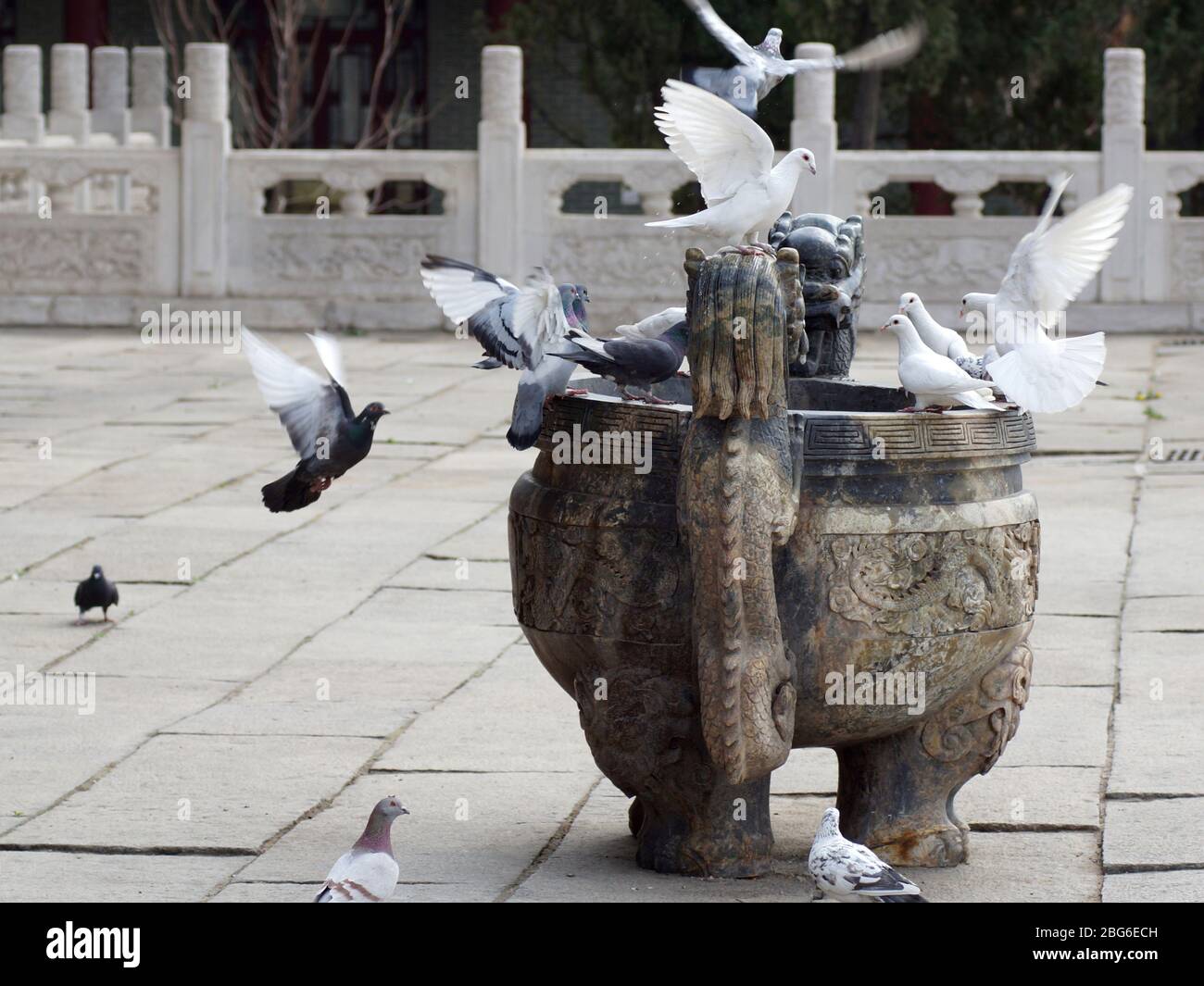 Steinschale mit Wasser auf dem Gebiet Jade Buddha Park, Anshan, Provinz Liaoning, China, Asien. Tauben strömen in die Schüssel. Stockfoto