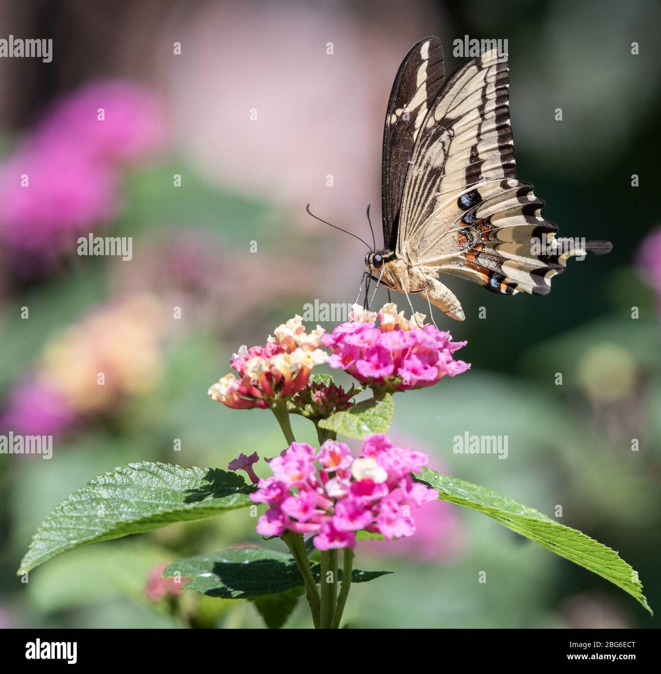 Schwalbenschwanz-Schmetterling auf rosa Blüten in Trujillo im Norden Perus Stockfoto