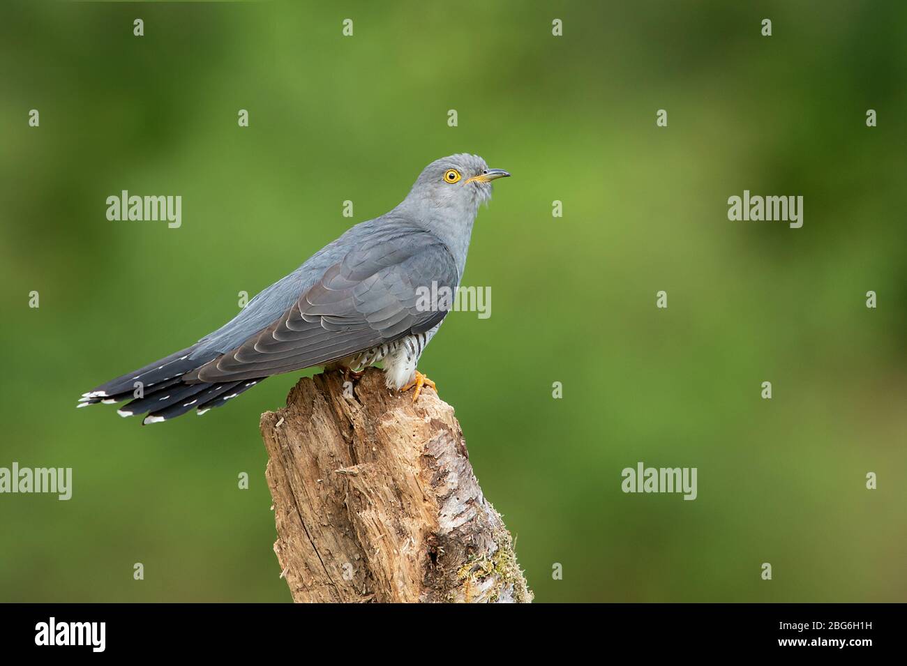 Kuckuck, Surrey, Großbritannien Stockfoto