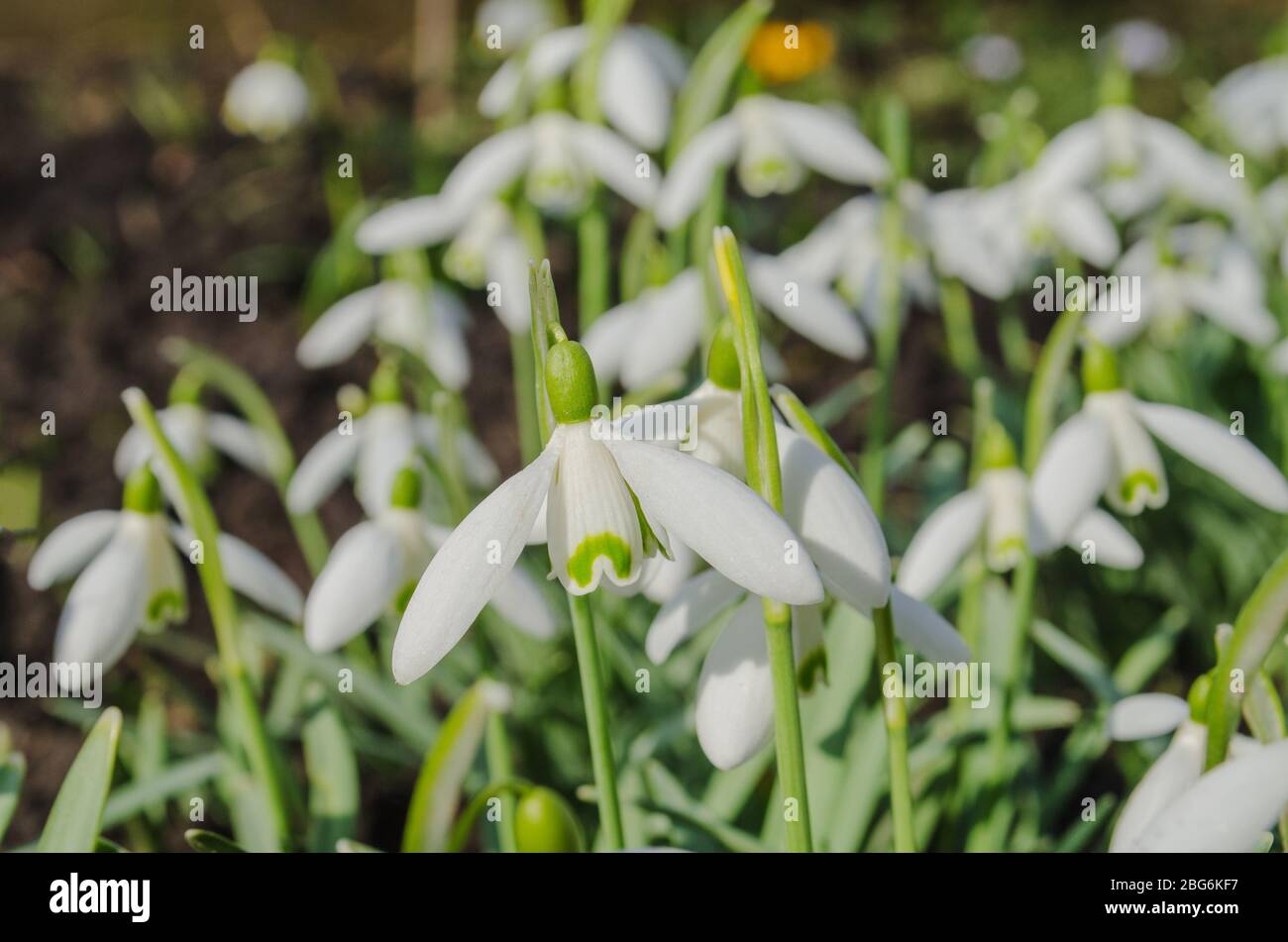 Snowdrop Blumen in der Frühlingssaison. Empfindlicher Schneefall Stockfoto