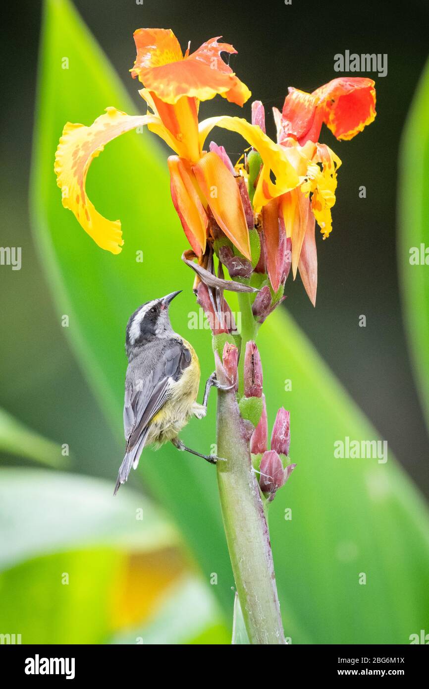 Tierwelt der Küste im Norden Perus Stockfoto