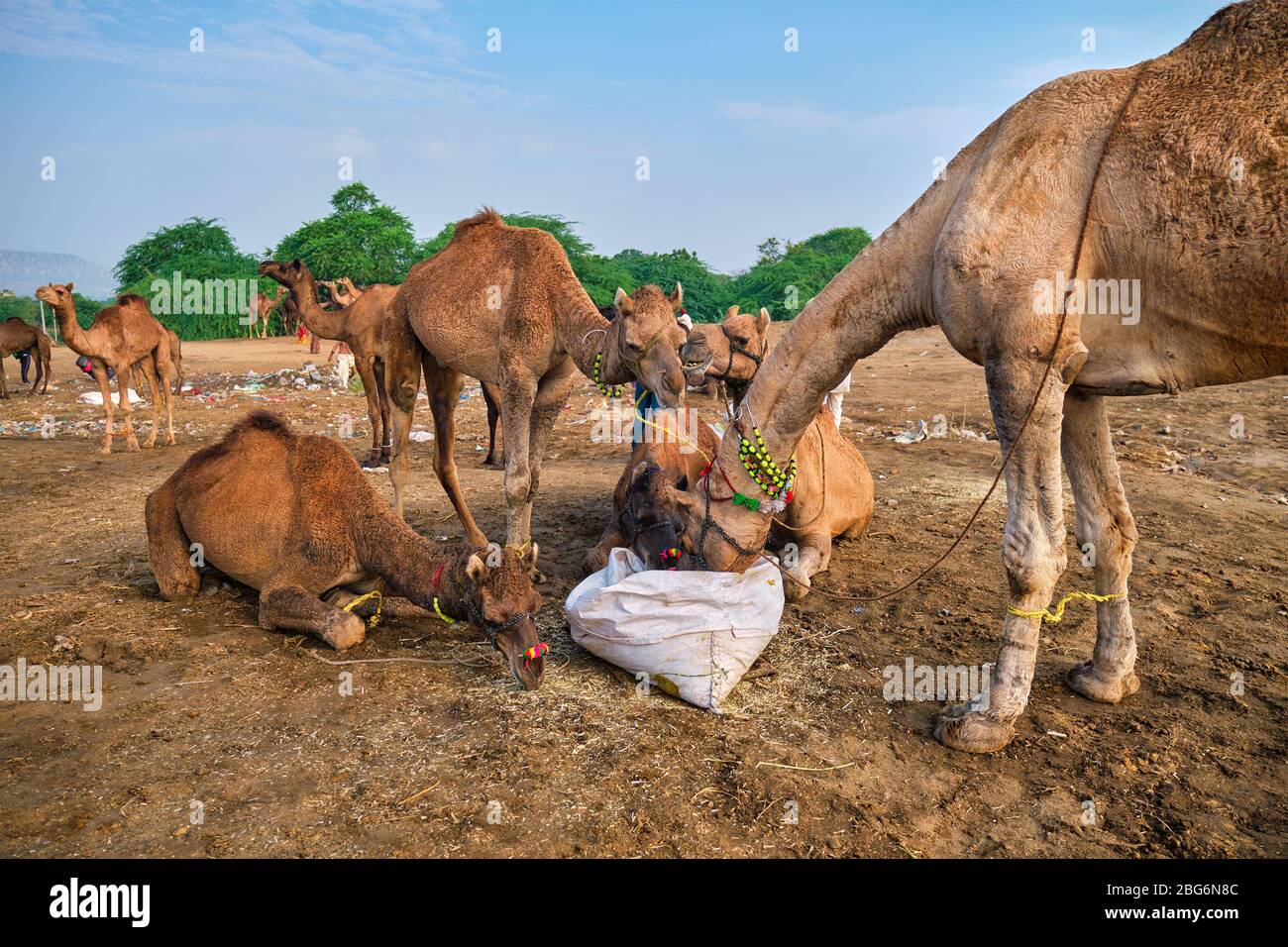 Kamele bei Pushkar Mela Pushkar Kamel Fair, Indien Stockfoto