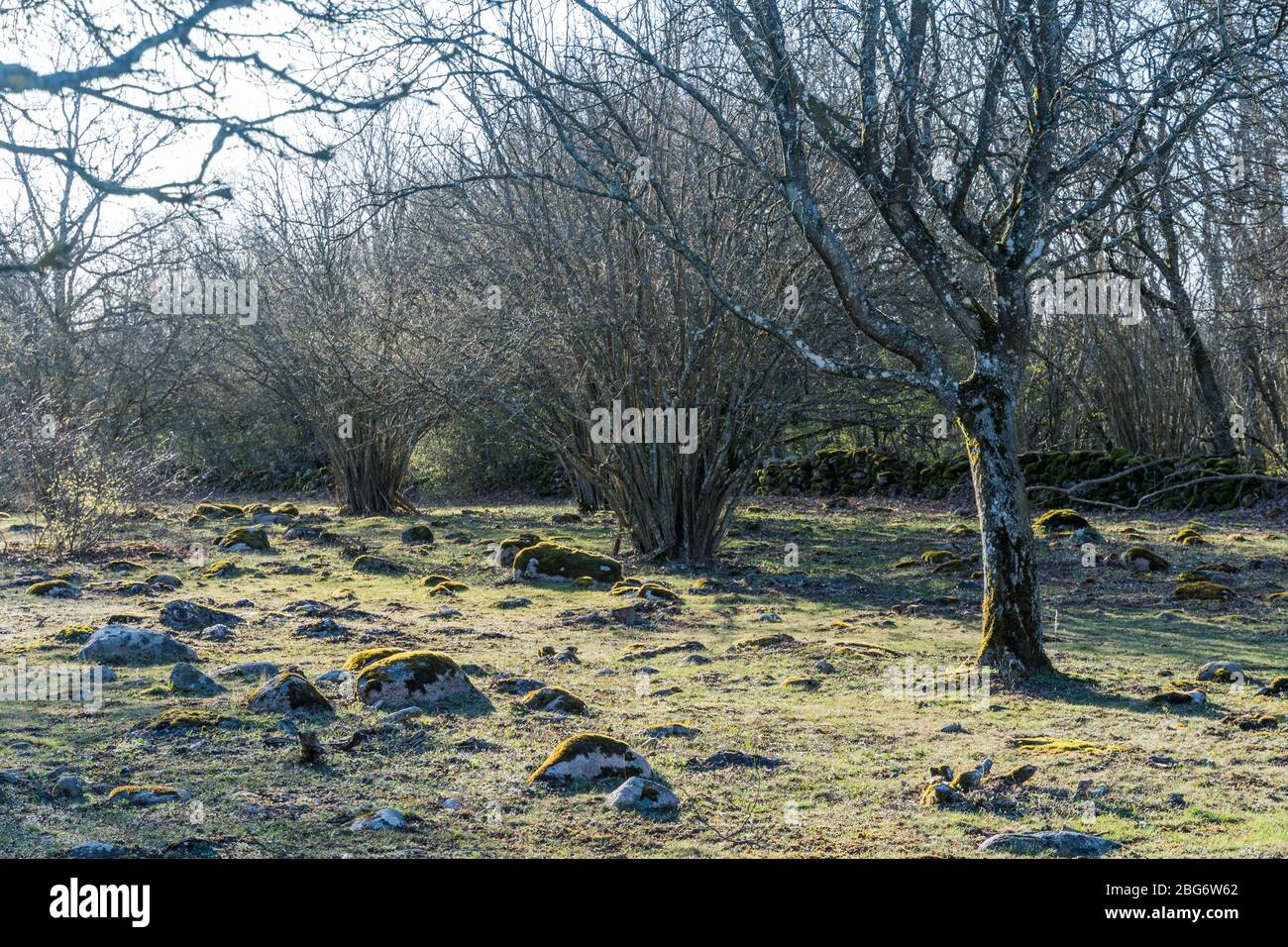 Morgensonne in einer steinigen Landschaft mit moosbedeckten Steinen Stockfoto