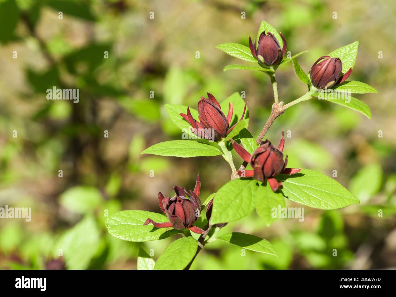 Weinfarbene aromatische Blüten des süßen Strauch (Calycanthus Floridus). Stockfoto