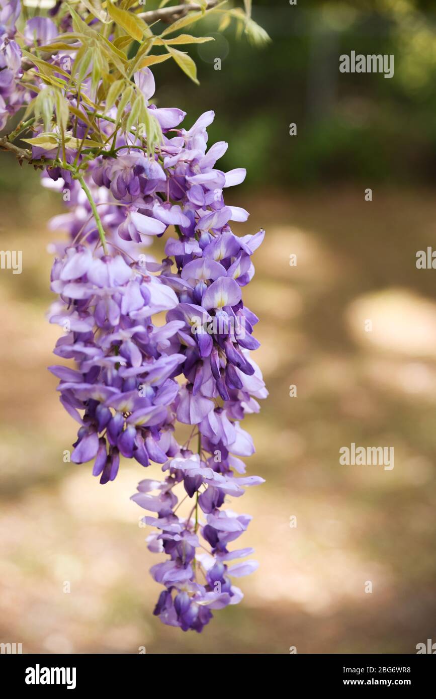 Lila Glyzinie blüht im Frühling voller süßer Düfte und Schönheit Stockfoto