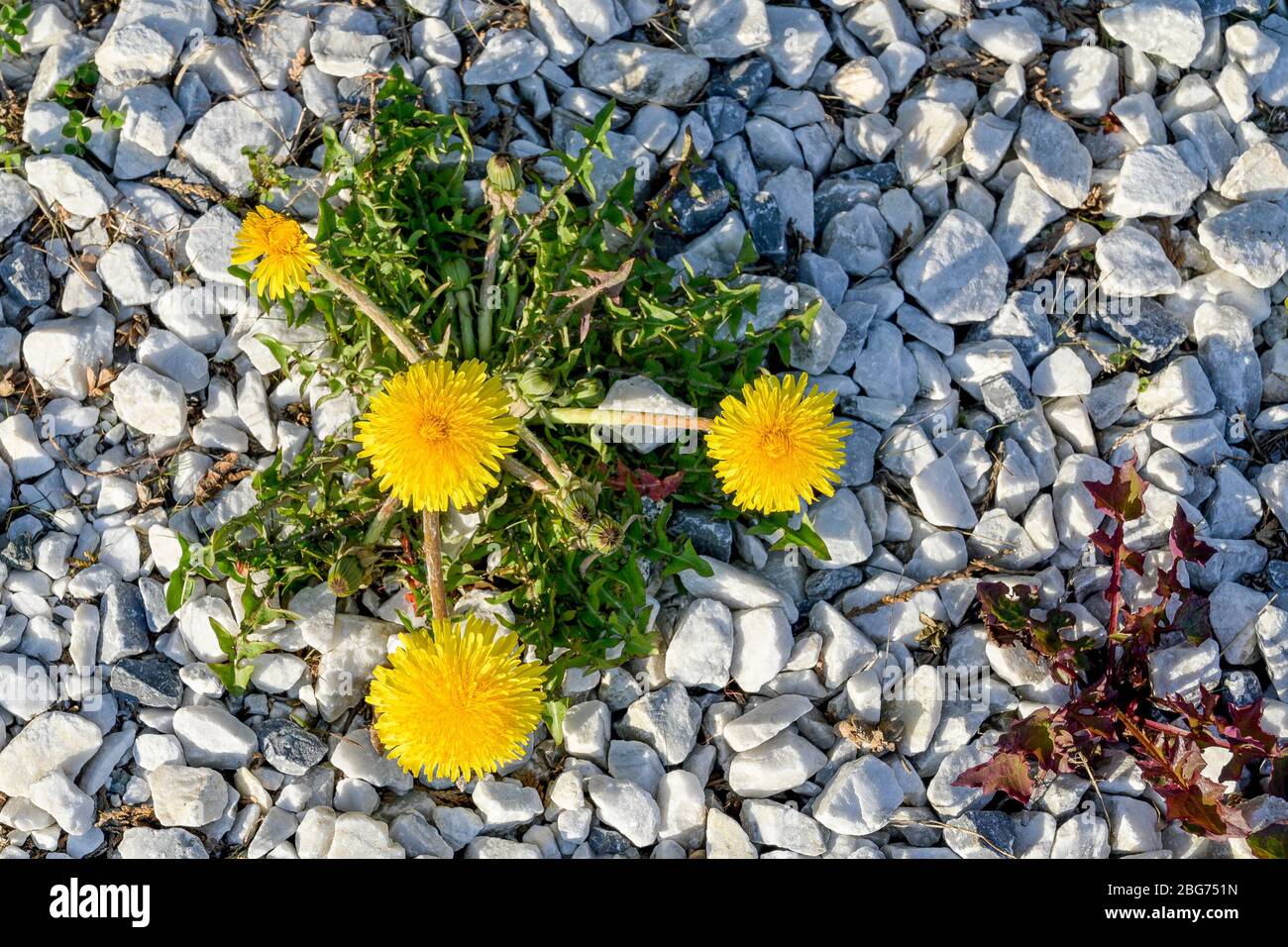 Löwenzahn, Taraxacum officinale Stockfoto
