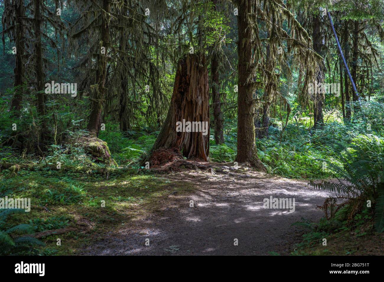 Ein Baumknarsch auf dem Fichte-Naturlehrpfad im Hoh-Regenwald des Olympic National Park. Stockfoto