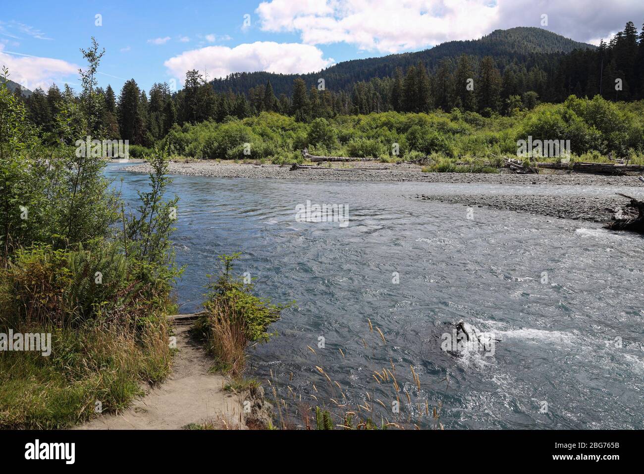 Der Fichte-Naturpfad im Hoh-Regenwald des Olympic National Park verläuft direkt am Hoh River. Stockfoto