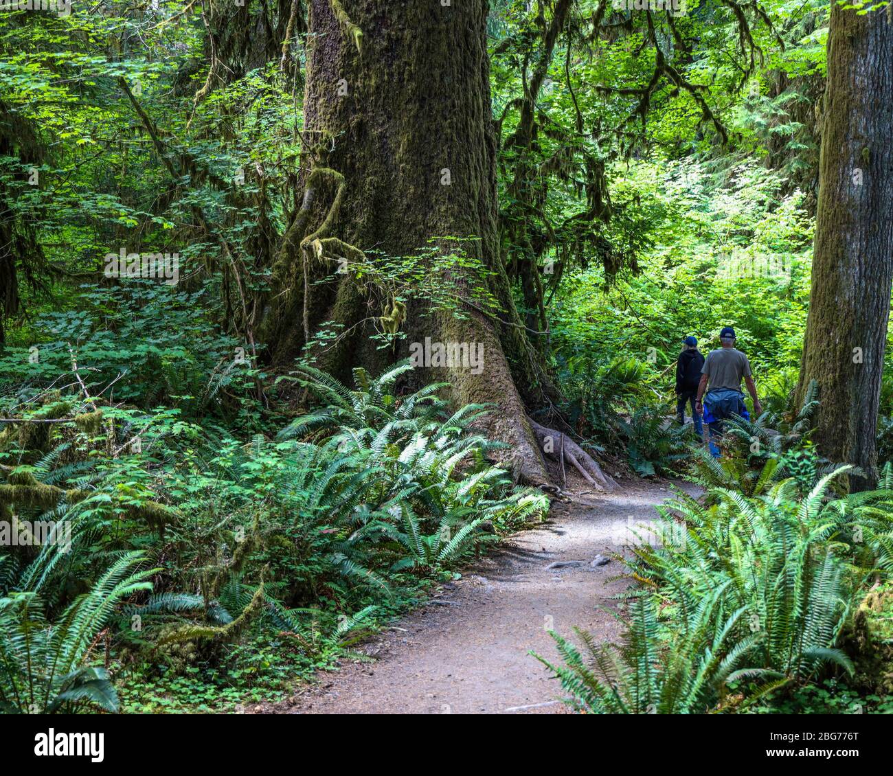 Großer Baum entlang des Fichte Naturlehrpfades im Hoh Regenwald des Olympic National Park. Stockfoto