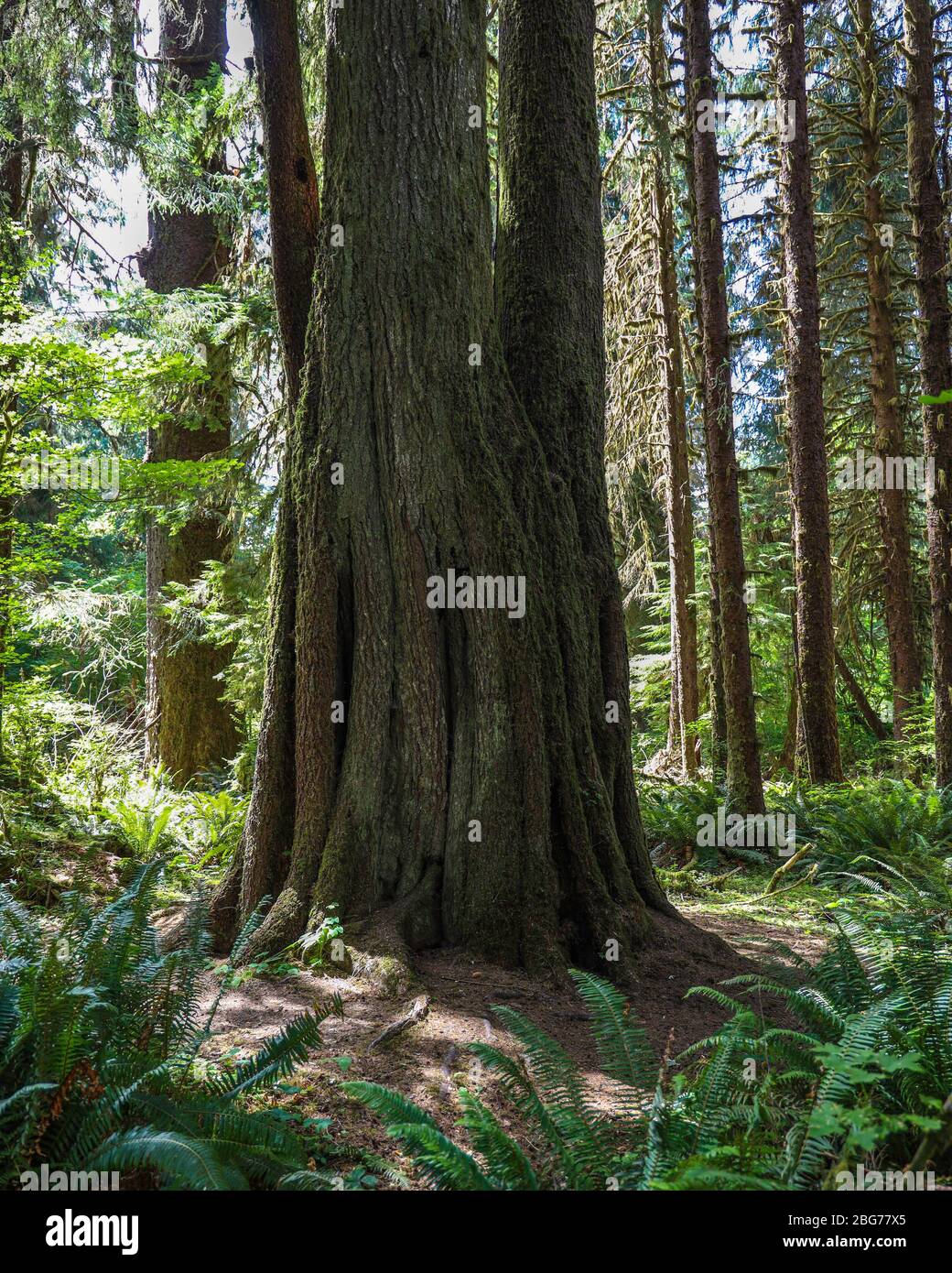 Ein Baumstelzenbaum auf Stelzen entlang des Fichte Naturlehrpfades im Hoh Regenwald des Olympic National Park. Stockfoto