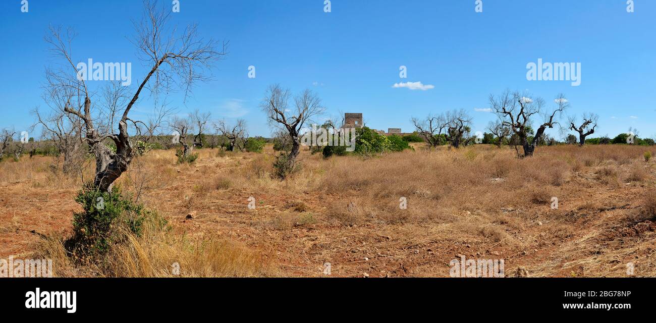 Panoramablick auf tote Olivenbäume mit Xylella befallen, Salento, Apulien. Süditalien Stockfoto