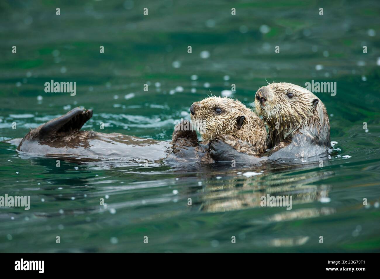 Seeotter (Enhydra lutris) mit Welpen auf dem Bauch reiten, Kachemak Bay, Alaska, USA, von Dominique Braud/Dembinsky Photo Assoc Stockfoto