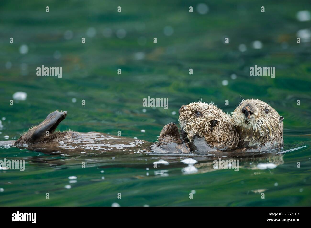 Seeotter (Enhydra lutris) mit Welpen auf dem Bauch reiten, Kachemak Bay, Alaska, USA, von Dominique Braud/Dembinsky Photo Assoc Stockfoto