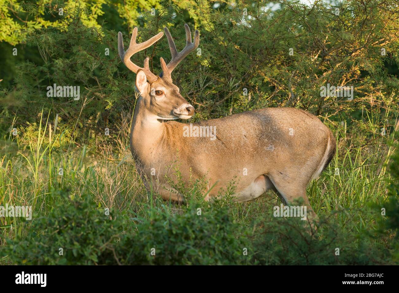 Weißschwanz-Hirsch, Buck (Odocoileus virginianus), Ost-Nordamerika, von Dominique Braud/Dembinsky Photo Assoc Stockfoto