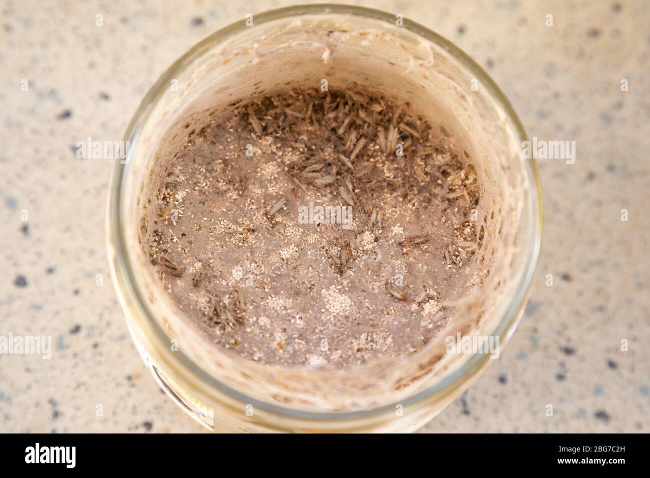 Nahaufnahme von Idianmeal-Motten in einem Glas mit Mehl Stockfoto