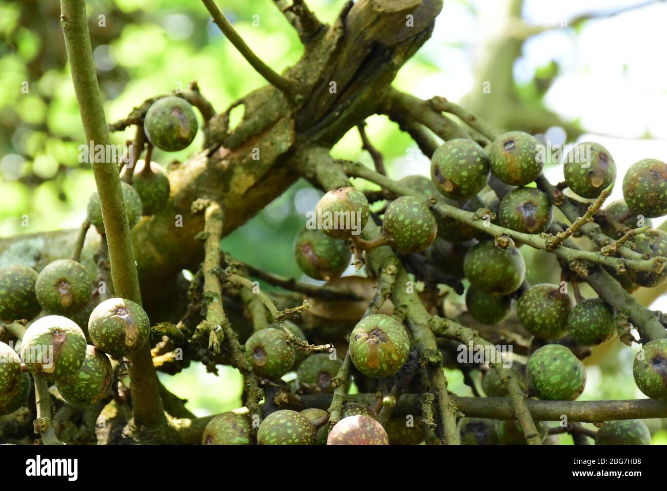 Gepunktete Kugeln auf Ästen eines wilden Baumes Stockfoto