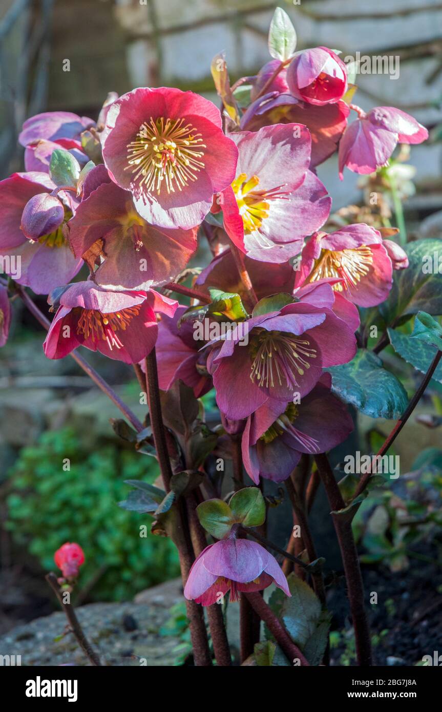 Nahaufnahme von nieswurz Pennys rosa Blüte von Ende Winter bis Mitte Frühling einen Klumpen bilden Staude für Grenze oder Wald Pflanze, die FROSTHART IST Stockfoto