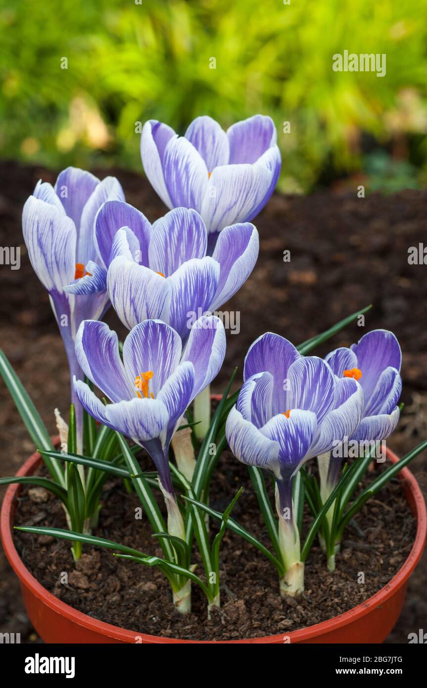 Eine Gruppe von Riesen Crocus vernus King of the Striped wächst in einem Pflanzbehälter. Vom späten Winter bis zum frühen Frühjahr blüht und frosthart Korms Stockfoto