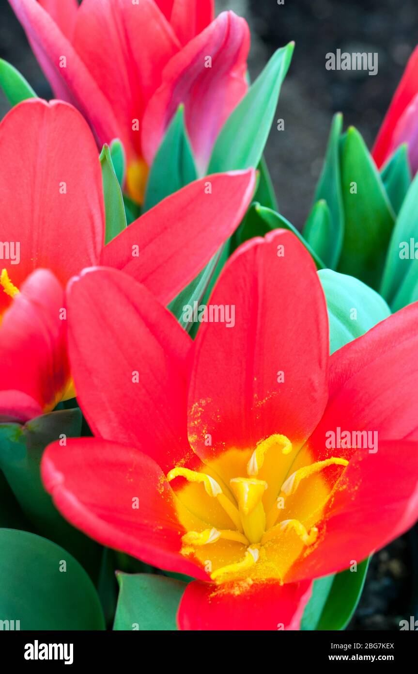 Nahaufnahme Tulpenschal Baby mit Stigma & Staubgefäßen die Blüten sind rot mit gelber Mitte und gehören zur Kaufmanniana-Gruppe der Tulpen-Division 12 Stockfoto