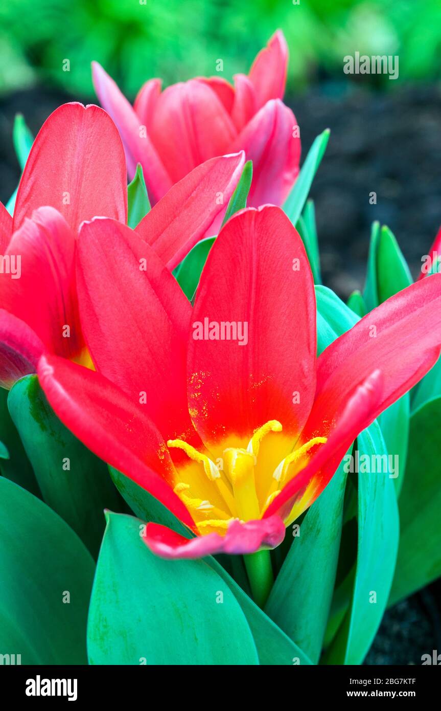 Nahaufnahme Tulpenschal Baby mit Stigma & Staubgefäßen die Blüten sind rot mit gelber Mitte und gehören zur Kaufmanniana-Gruppe der Tulpen-Division 12 Stockfoto