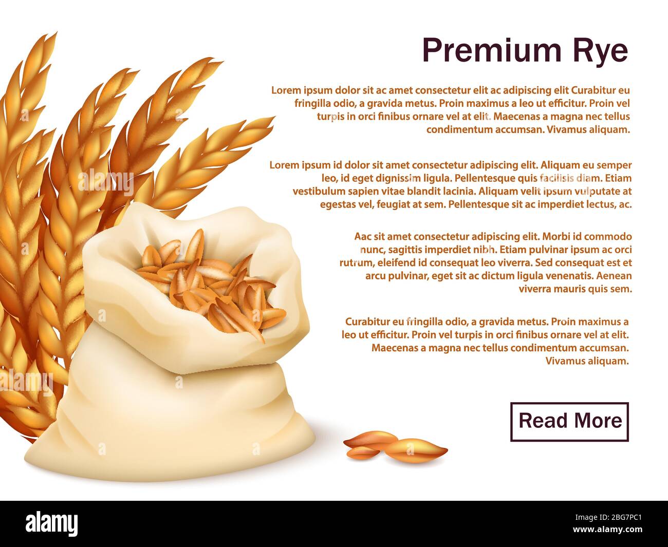 Realistisches Roggen, Ohren und Körner auf weißem Hintergrund isoliert. Premium Roggen Vektor Web Hintergrund Vorlage Illustration Stock Vektor